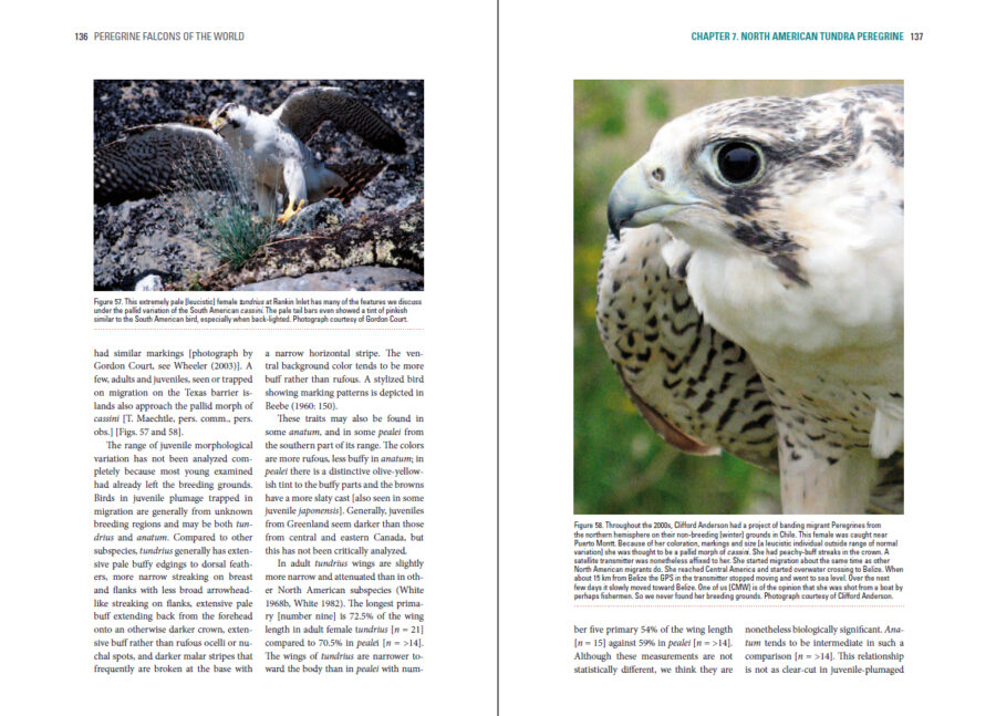 Peregrine Falcons of the World sample page